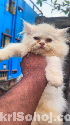 Persian cat